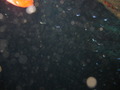 Photo 51