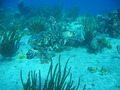 Photo 199