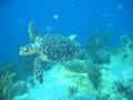 Photo 201
