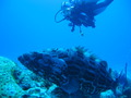 Photo 50