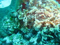 Photo 199