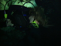 Photo 50