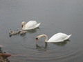 Photo 198