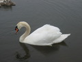 Photo 200