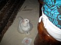 Photo 153